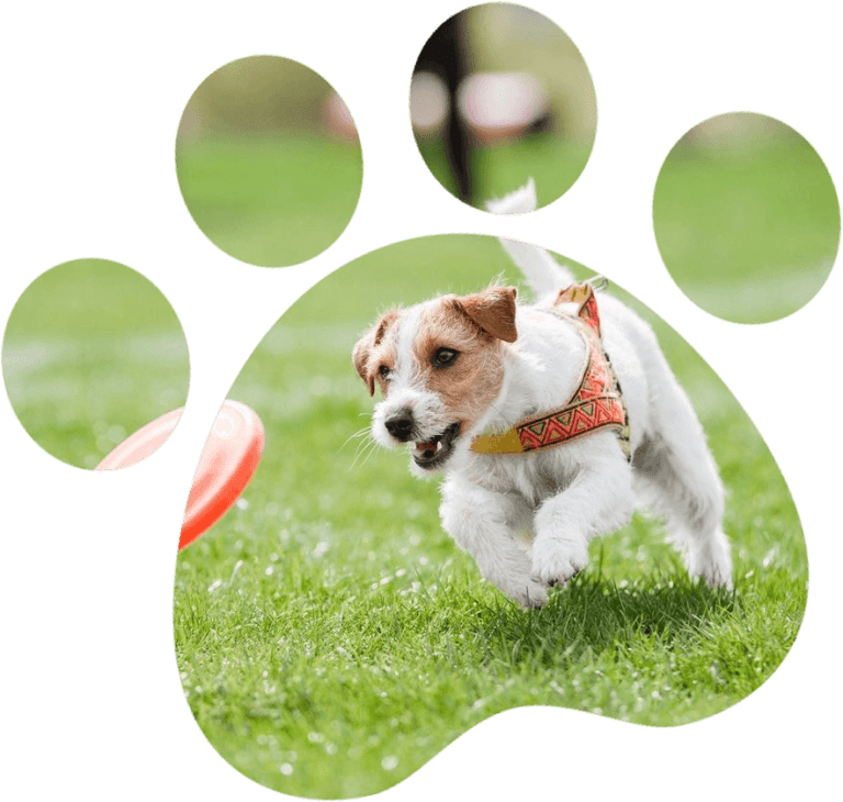 Online Pet Care Learning Center Pet Behavior Solutions