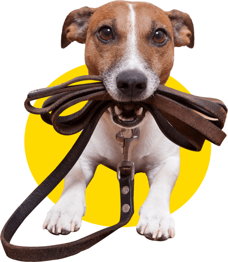 Online Pet Care Learning Center Pet Behavior Solutions