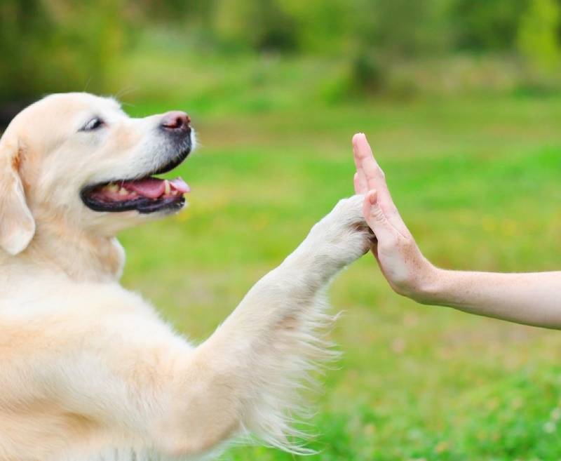 Meeting Your Dog's Enrichment Needs — It's Training Cats and Dogs