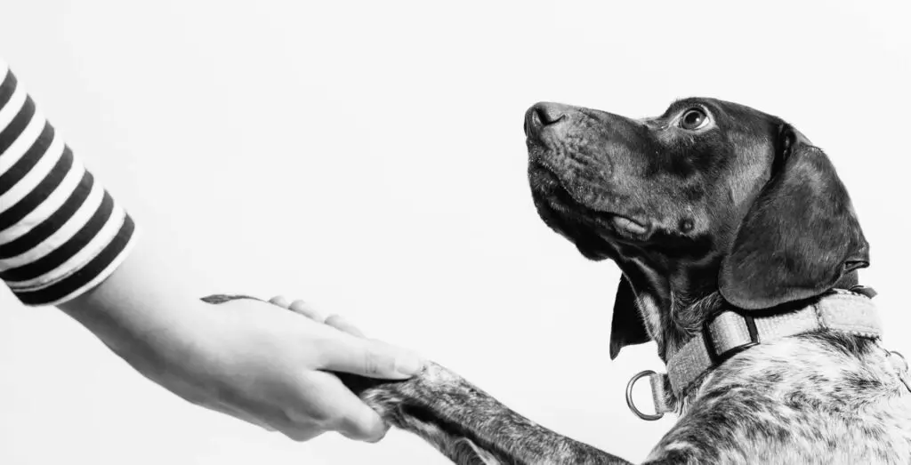 Online Pet Care Learning Center Pet Behavior Solutions